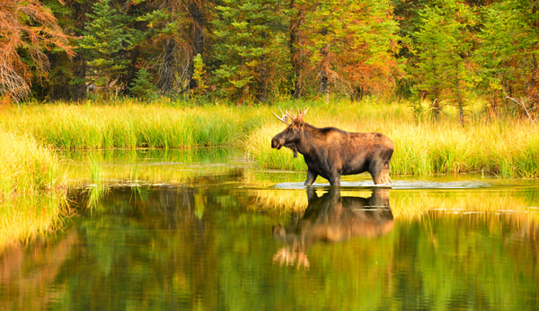 shutterstock_795388021_moose