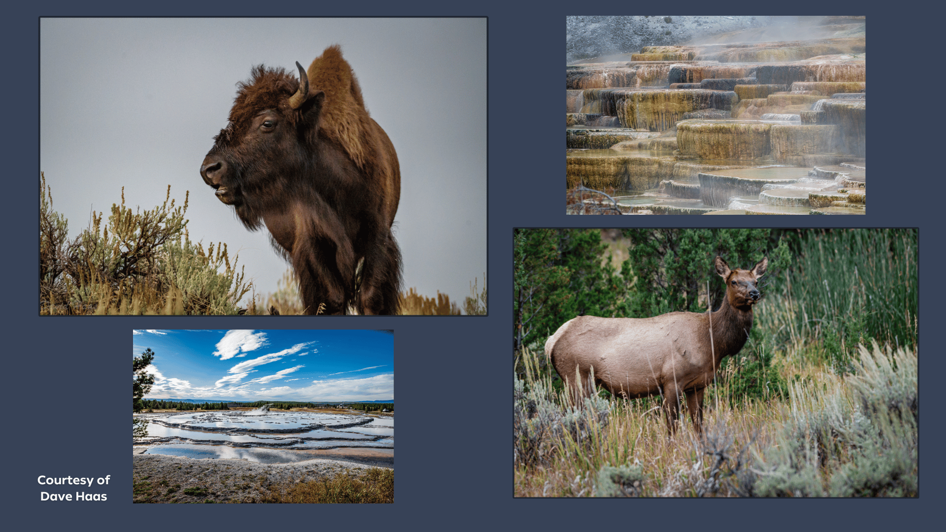 Dave Haas Yellowstone